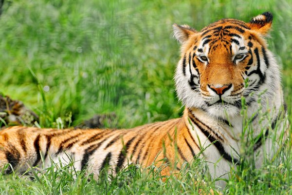 Ein gestreifter Tiger ruht im Gras