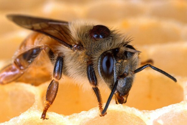 Biene sitzt in Nahaufnahme auf Waben