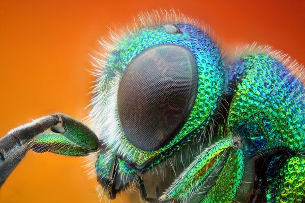 Ojos de insecto verde de cerca