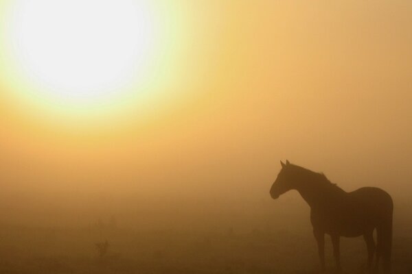 A picture of a horse on a foggy morning