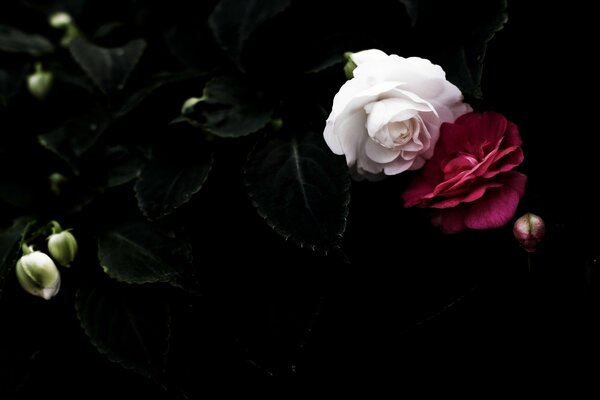 Rose bianche e rosse con petali neri