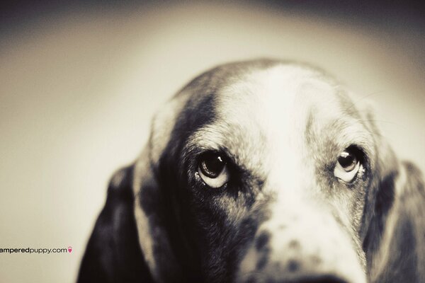 Muso di cane meditabondo in una tavolozza in bianco e nero