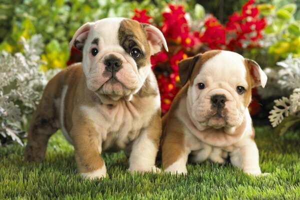 Dos cachorros de Bulldog Inglés en flores y hierba