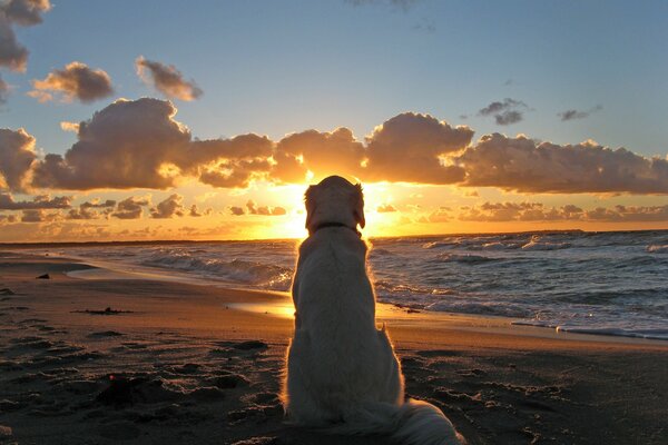 Perro mirando al mar, perro junto al agua