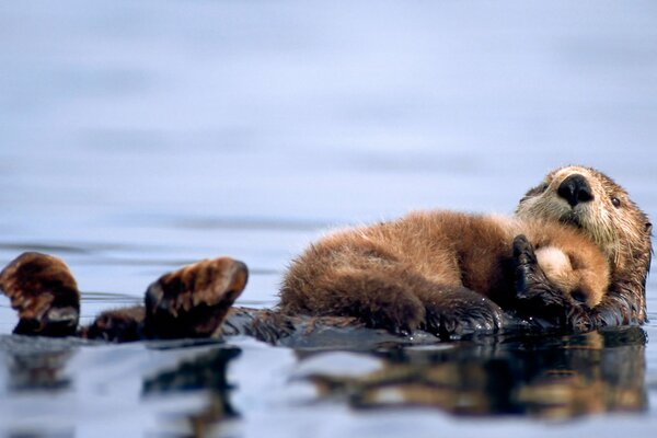 Młode wydry morskie kąpią się w wodzie