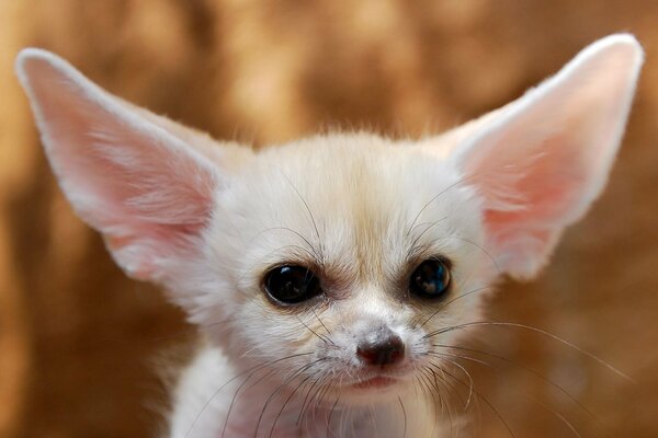 Linda imagen de un cachorro fenka