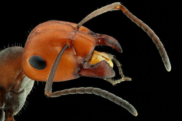 Testa di formica con baffi su sfondo nero