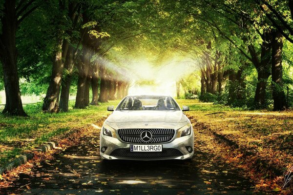 Automobile d argento di Mercedes sulla strada nella foresta