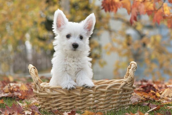 Hund im Korb, Herbst, weißer Hund