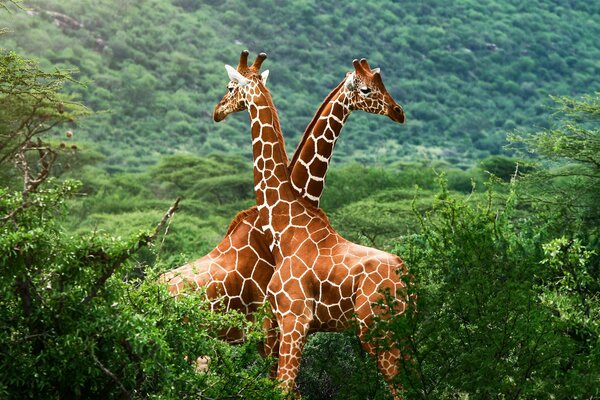 Ein paar Giraffen stehen kreuzweise im Dickicht der Savanne