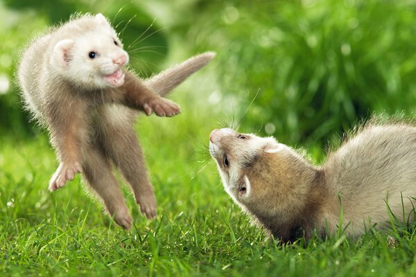 Funny ferrets playing on the field