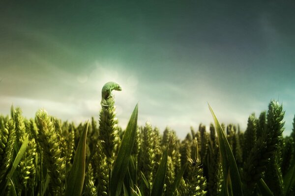 Chamäleon auf einem Feld in den Ähren des grünen Weizens