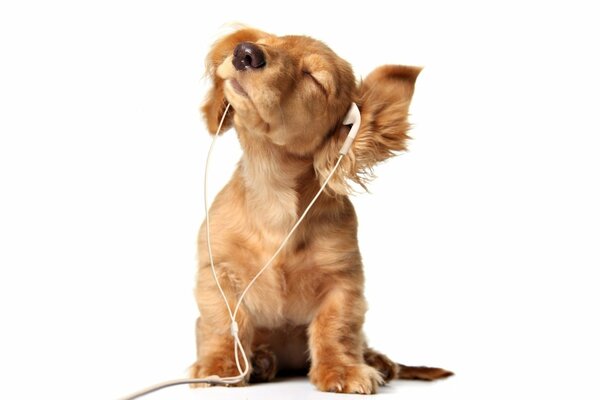 The puppy of the dog is crazy about music in headphones