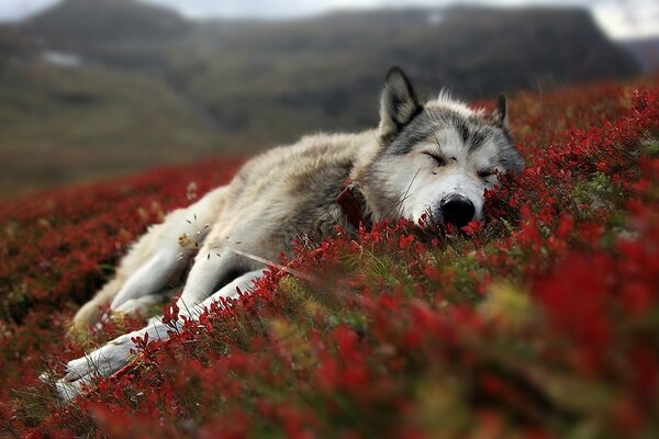 Śpiący Wilk na ciemnoczerwonym kocu tundry