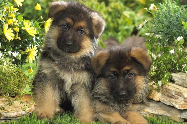 Due cuccioli di pastore tedesco dalle orecchie a lobi