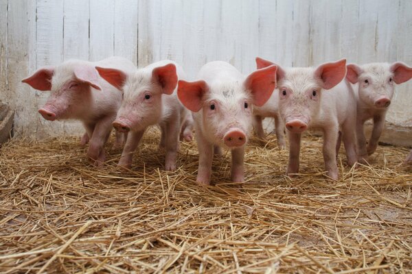 Компания малышей свиней на сене