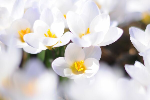 White primroses spring crocuses