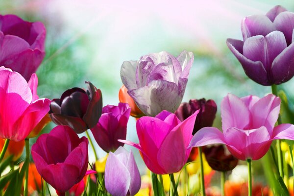 Los pétalos de los Tulipanes de primavera se abren al sol