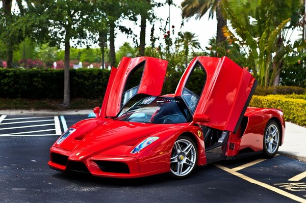 A red sports car on a beautiful landscape near palm trees