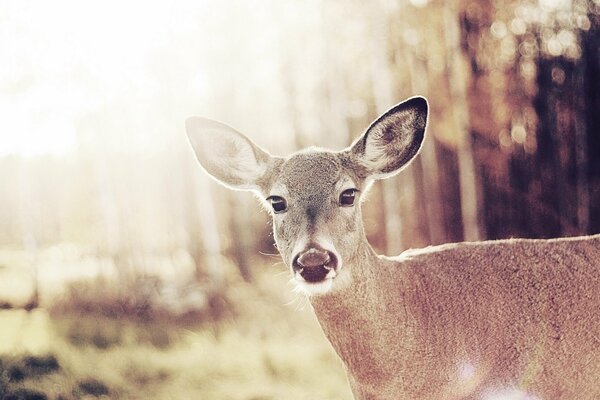 Neugieriger Hirsch im sonnigen Wald