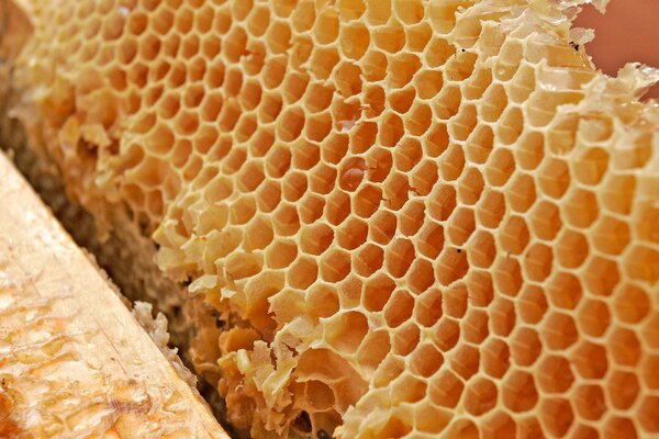 Соты, мед, воск, прополис это все работа маленьких пчел