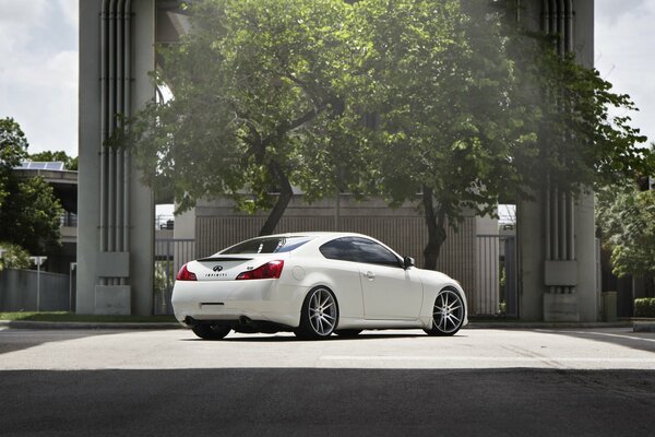 Infiniti blanco contra grandes árboles en la ciudad