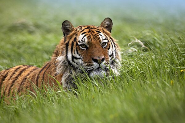 El majestuoso tigre en el pasillo