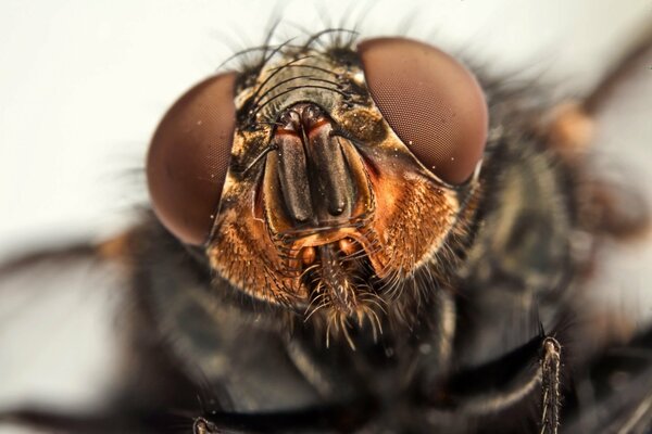 Insecte. Gros plan de mouche