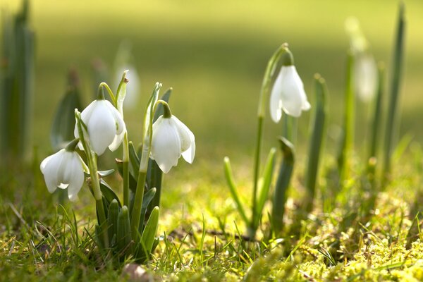 Perce-neige blanche primevères sur l herbe verte