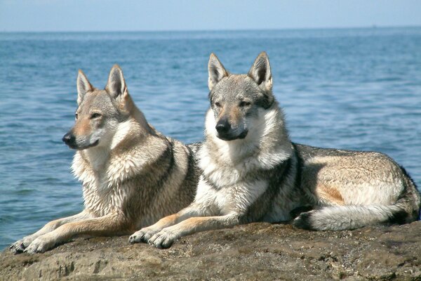 A serious look of two dogs at the sea