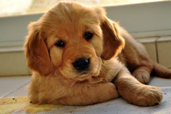 A small retriever puppy