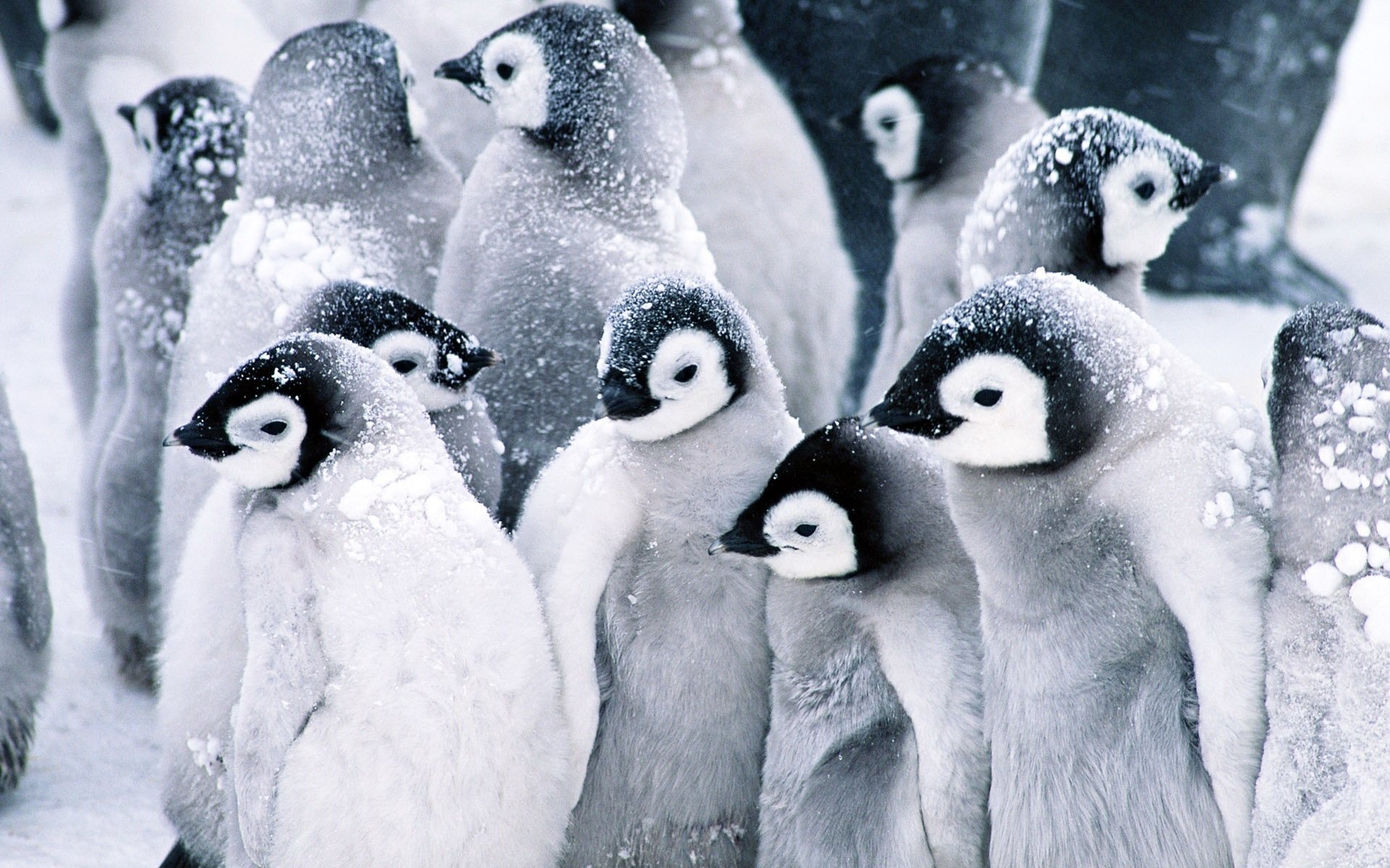 pinguine vögel tiere kleinkinder schnee norden winter kälte