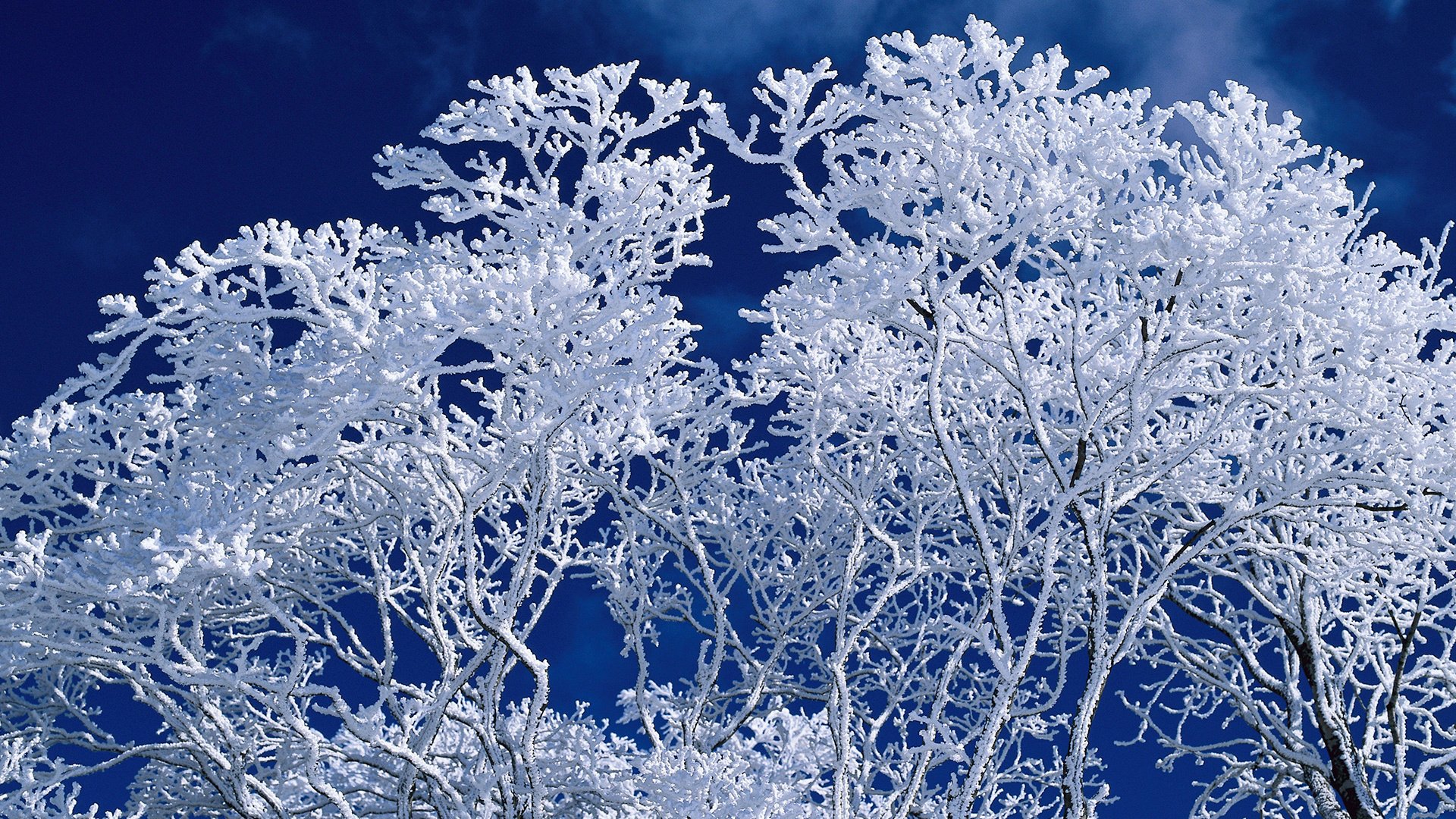 arbre hiver ciel branches givre fond bleu