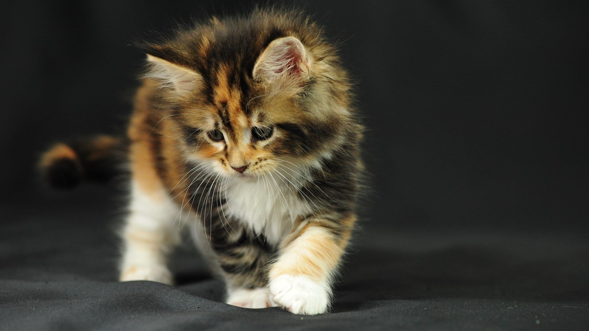 kätzchen interesse stoff spiel katze schnurrbart tiere katze blick miau miau miau miau miau miau miau miau miau miau miau miau miau miau miau miau miau miau miau miau miau miau miau