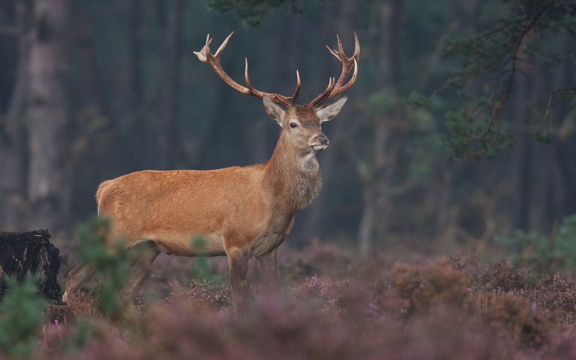 tiere hirsche tierwelt tierfotos hirsche hörner gehörnte huftiere