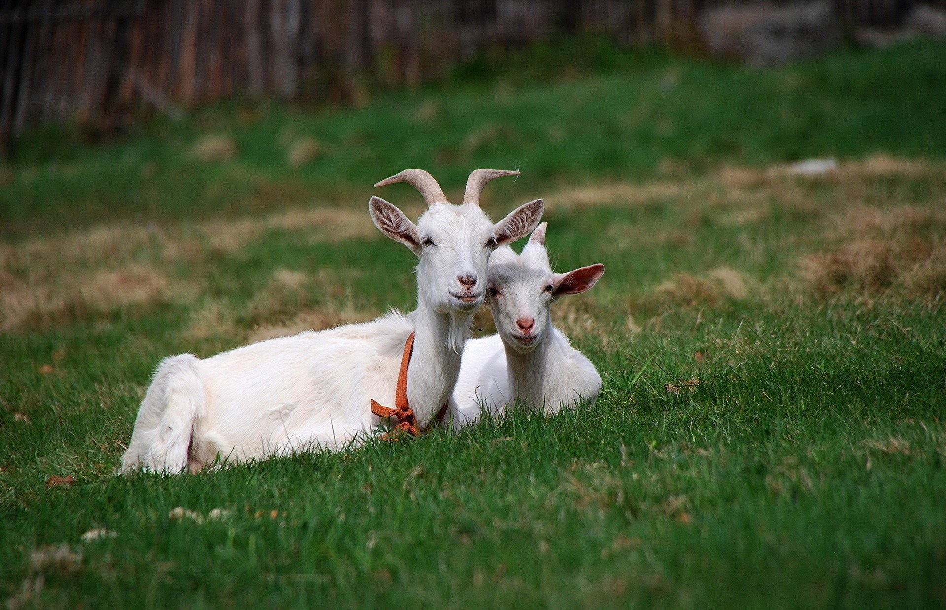 animales cabras amigos hierba verano cabras pasto vegetación cuernos