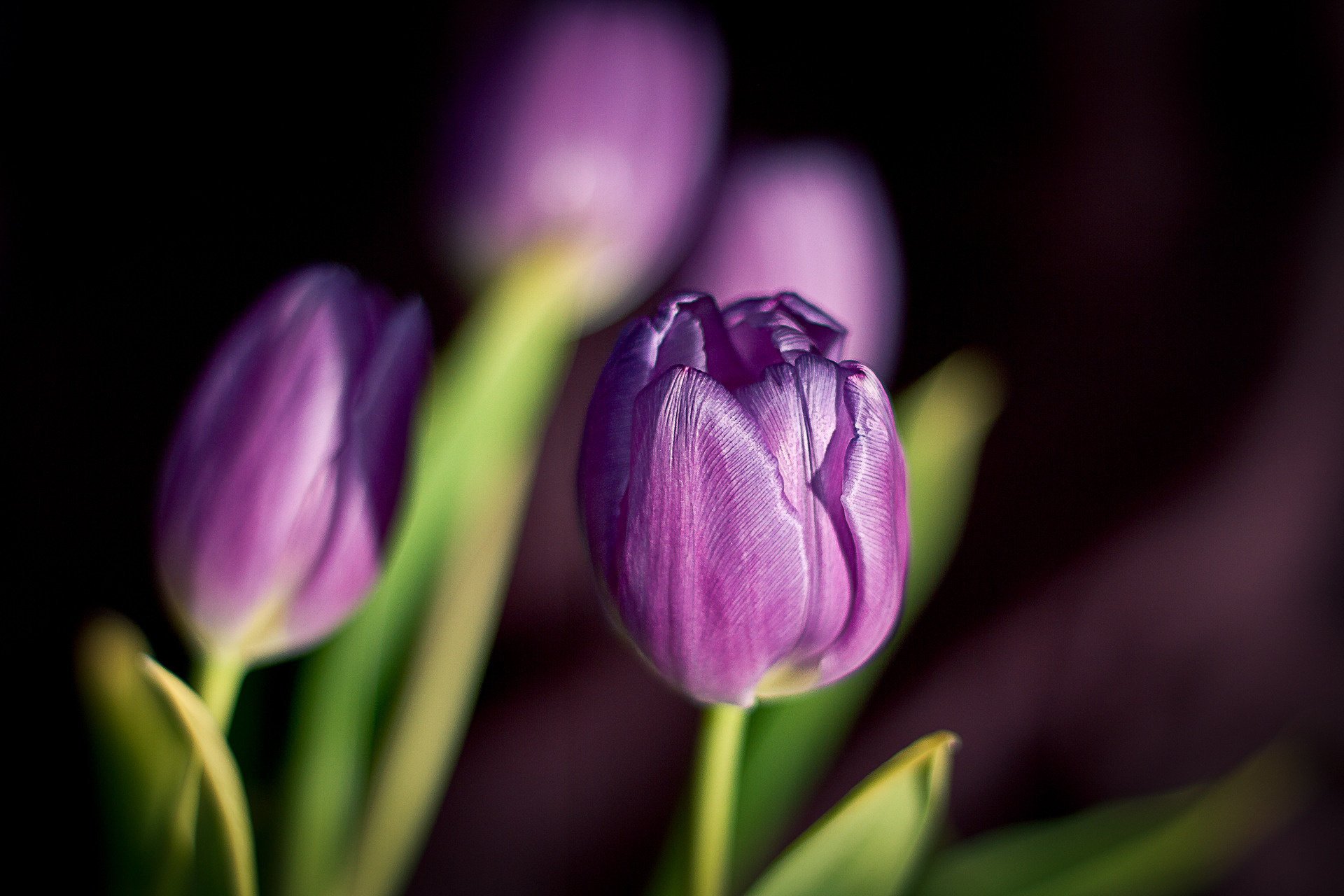 fleurs pétales tulipes violet printemps nature plantes floraison flou fond noir