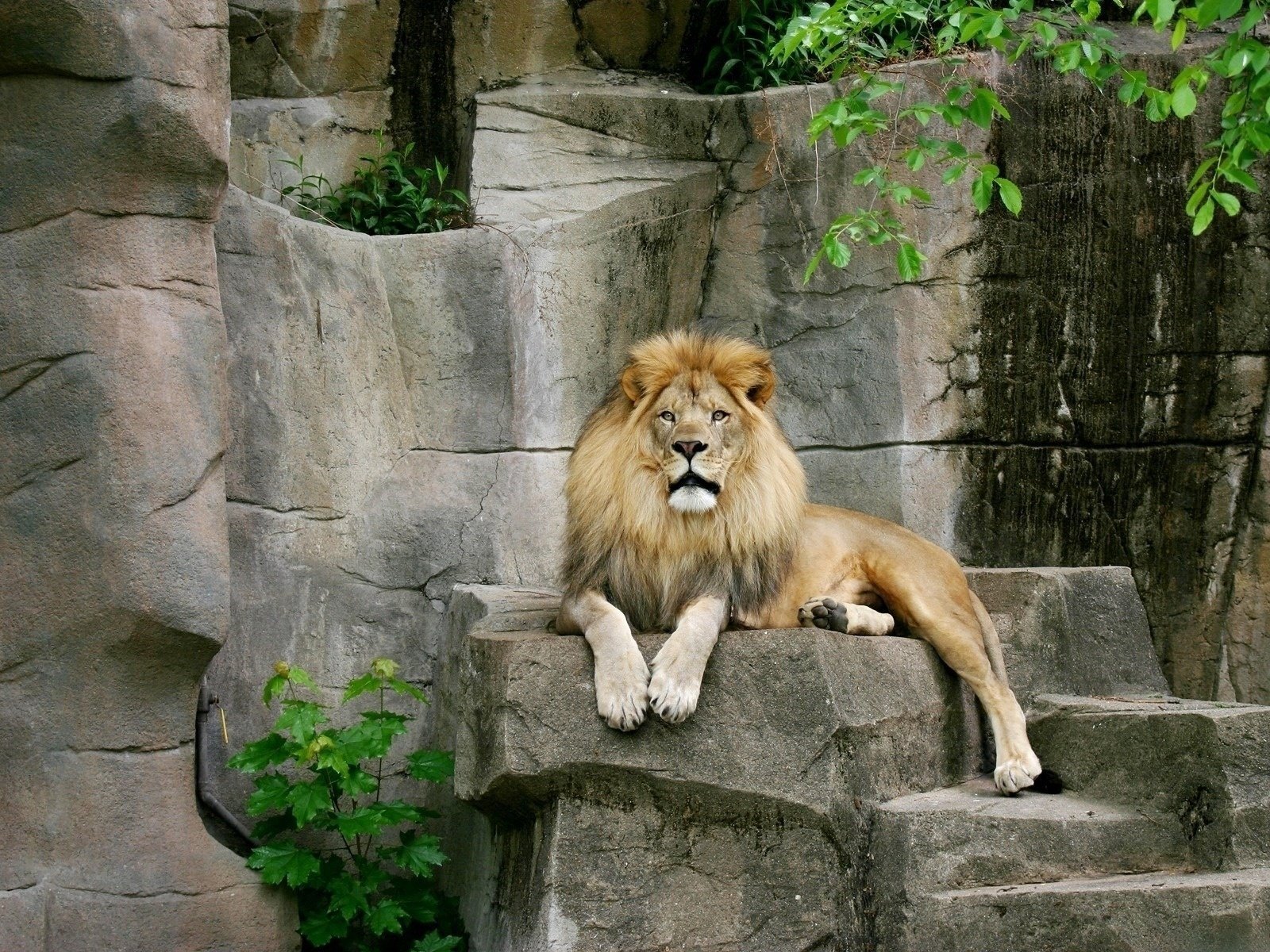 gatti leone rocce predatore bestia animali foglie felini vista kis-kis-meow-meow occhi criniera