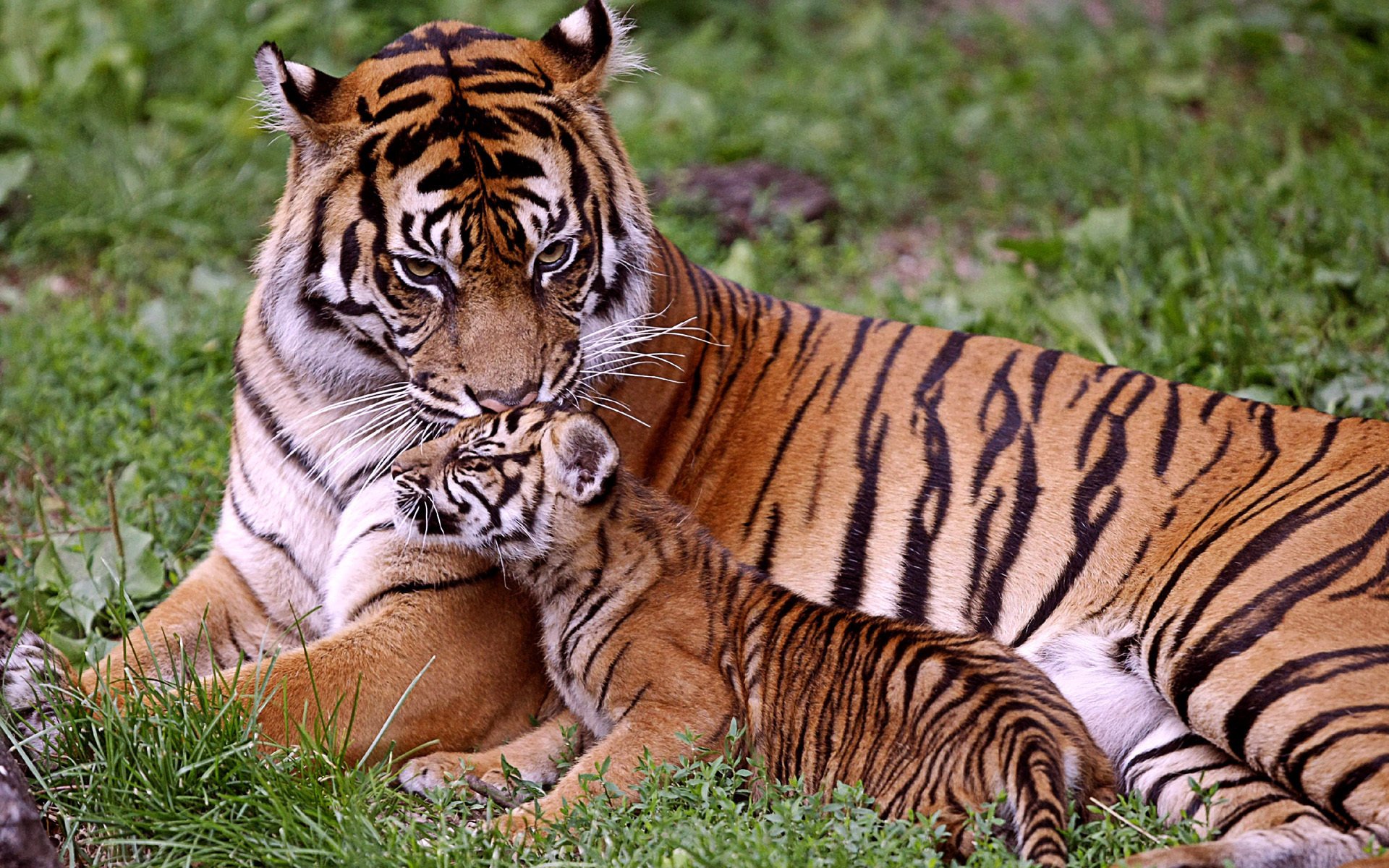 tigre bambino tigri mamma cucciolo di tigre predatori famiglia animali erba verde estate felini kis-kis-meow-meow muso sguardo bacio