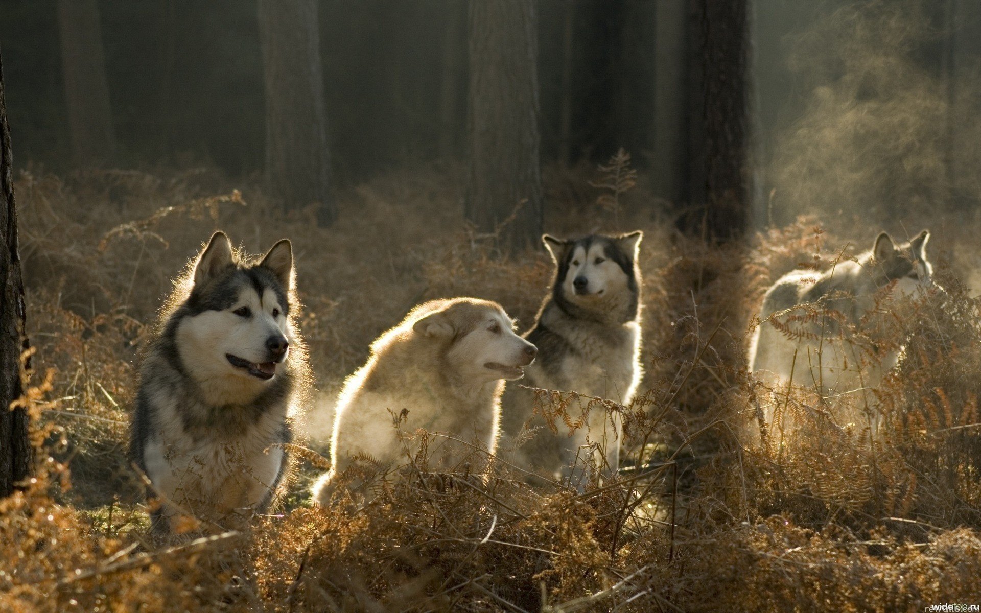 wilki stado umysł lojalność las drzewa światło słońce zwierzęta psy malamute