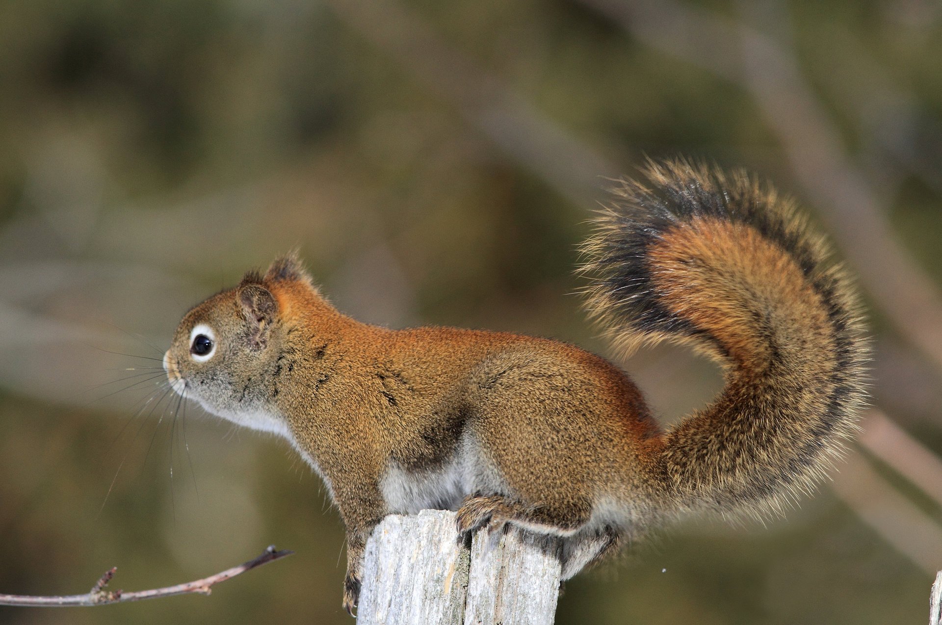 protein pussy coat tail profile animal rodent