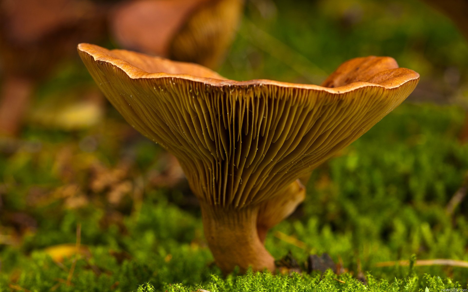 mushroom moss greens macro nature mushroom