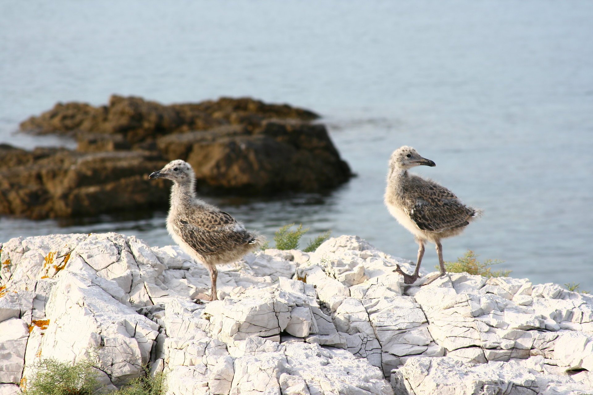 morze kamienie bracia natura mewy pisklęta zwierzęta ptaki ptaki