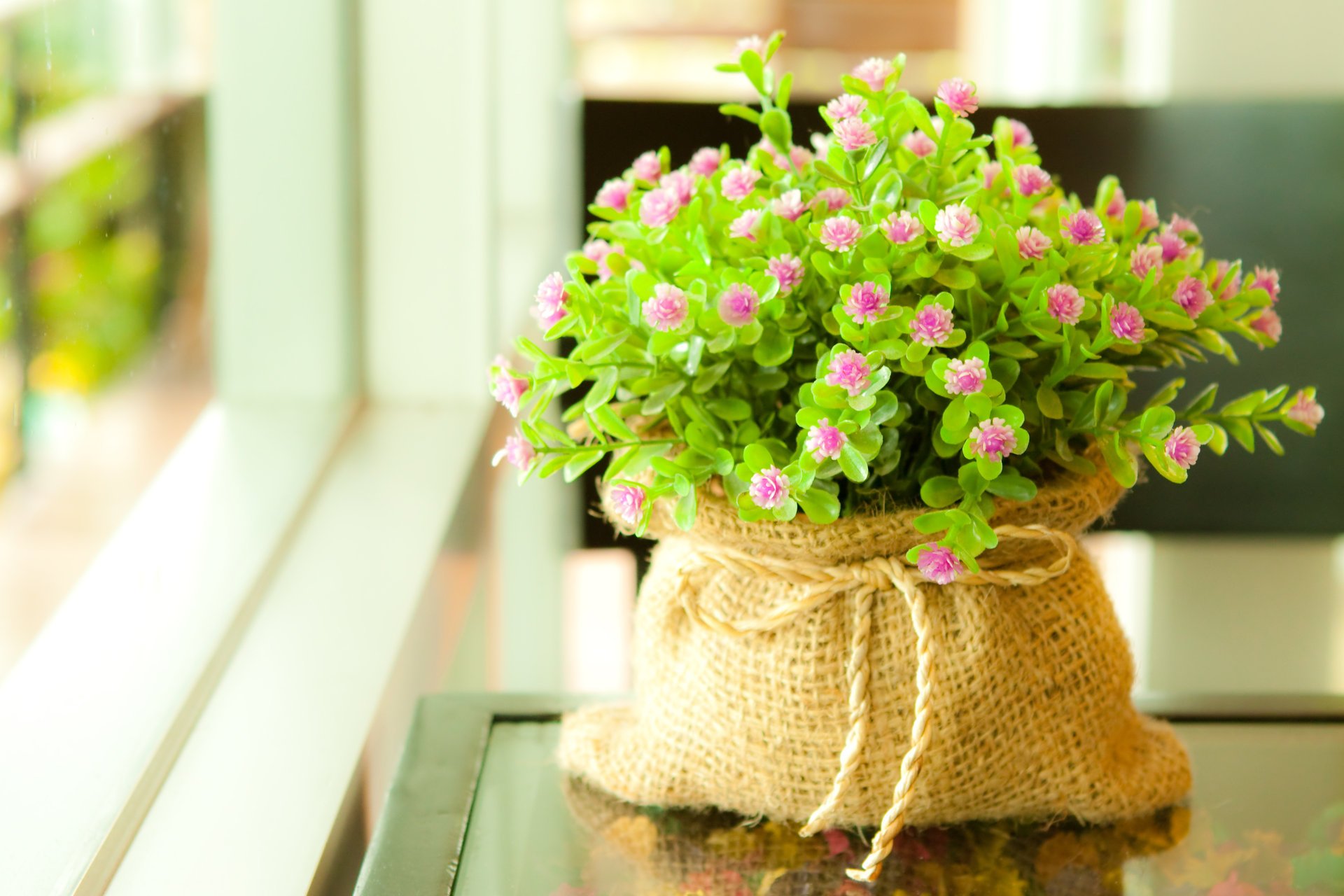 flowers plant greens leaves macro bag rope bow flowering freshness window