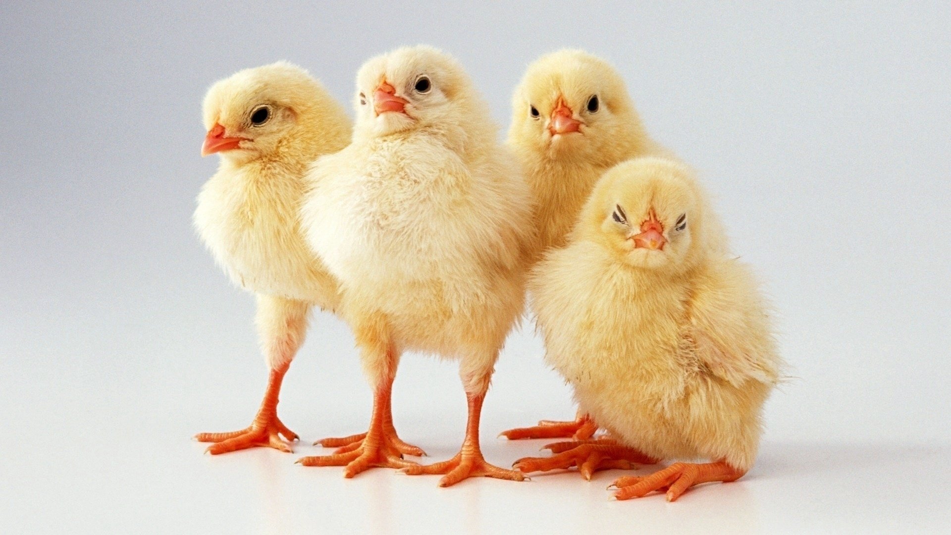 hühner kleinkinder flaum hintergrund tiere vögel gefiedert