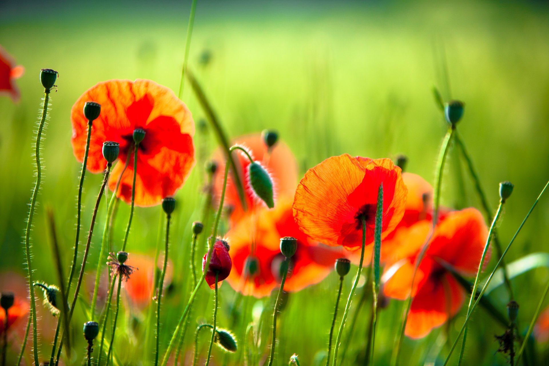 coquelicots fleurs herbe verdure rouge nature photo macro été humeur rayons