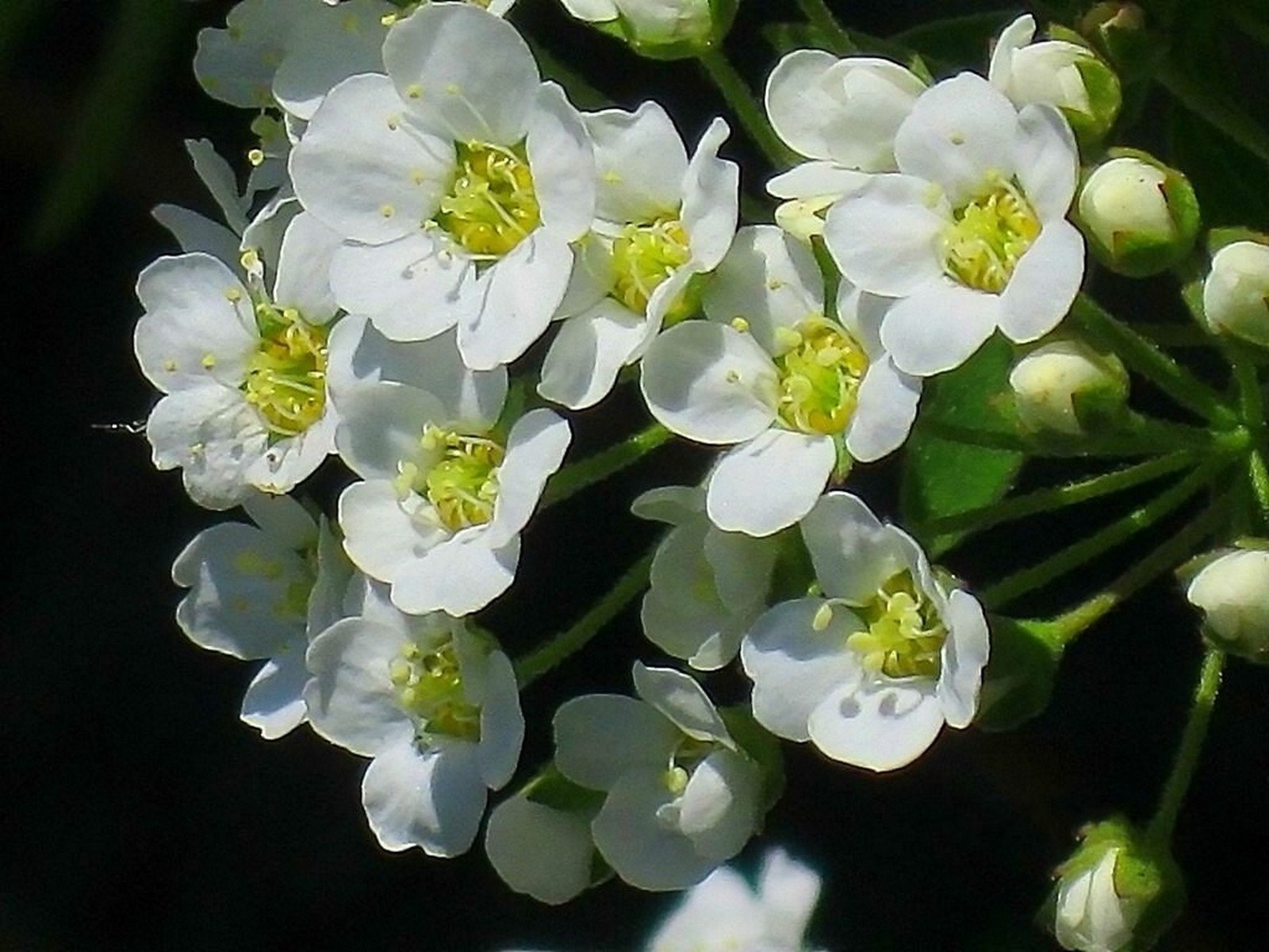 spirea fiori infiorescenza bianco fiori primavera tenerezza sfondo nero