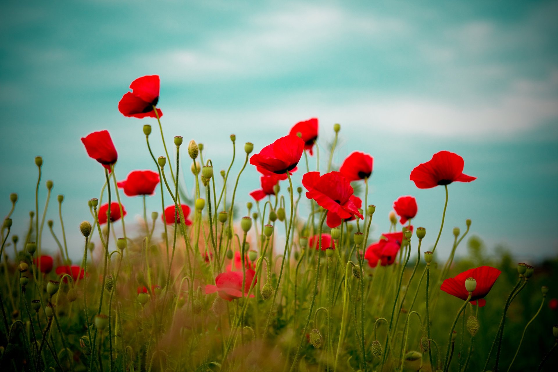 coquelicots fleurs rouge nature champ ciel