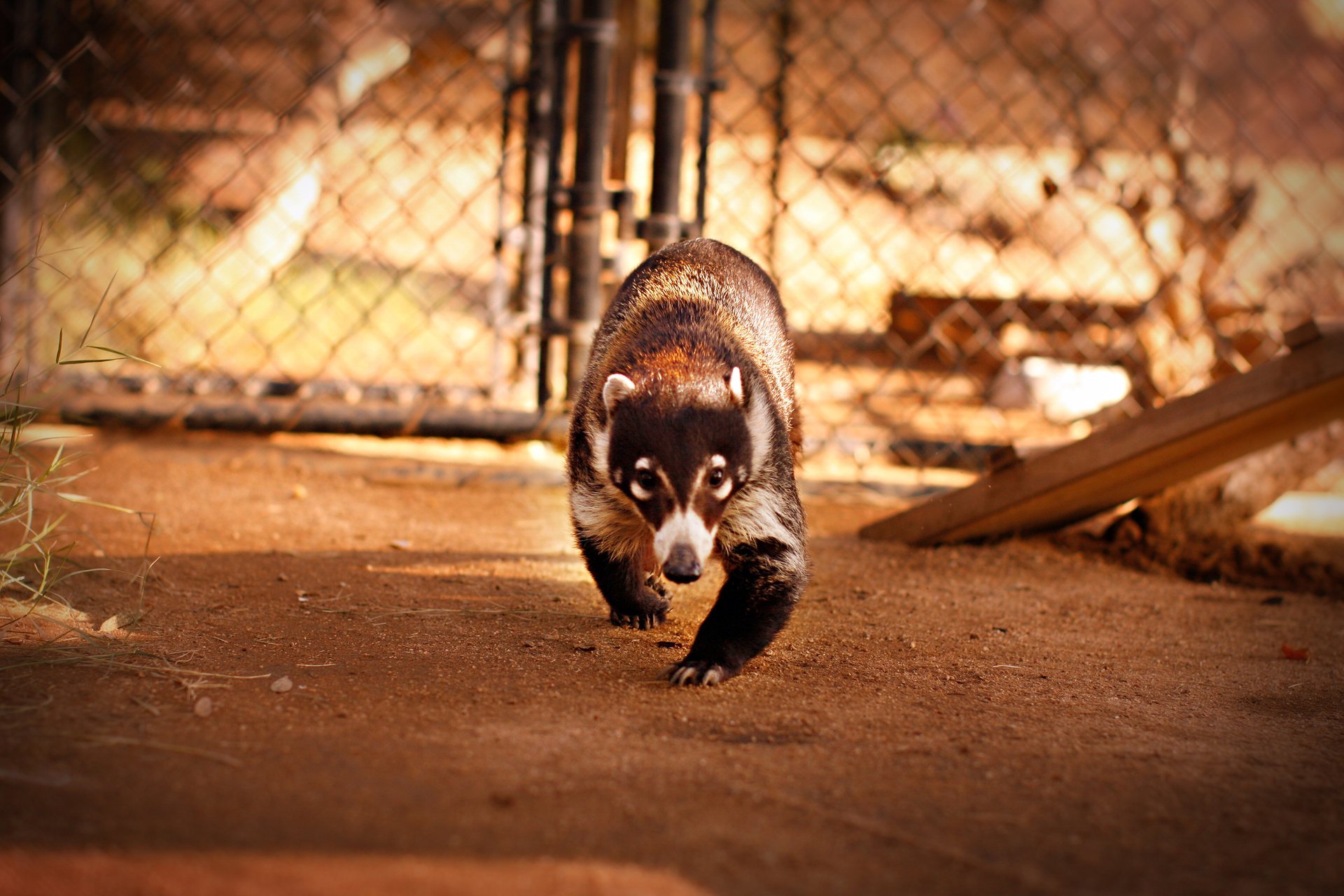 racoon procione naso divertente voliera occhi maschera animale movimento terra pietre cespuglio gabbia griglia bordo