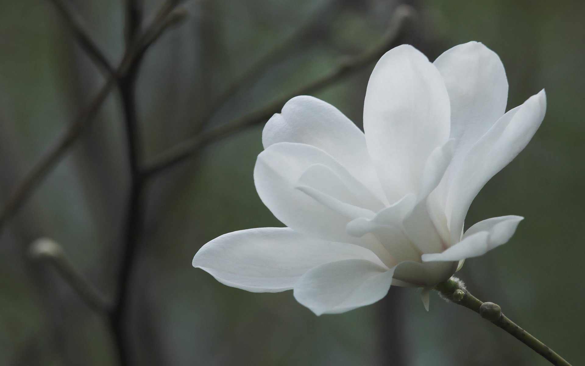 kwiaty magnolia gałęzie wiosna biały tło kwiat gałęzie płatki drzewo natura